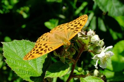 <i>Argynnis paphia</i>