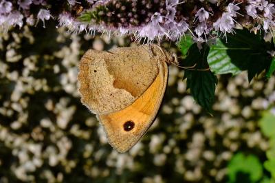 <i>Maniola jurtina</i>