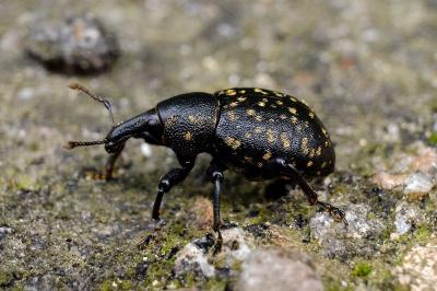 <i>Liparus germanus</i>