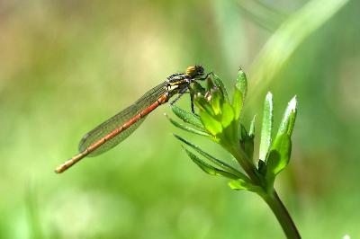 <i>Pyrrhosoma nymphula</i>