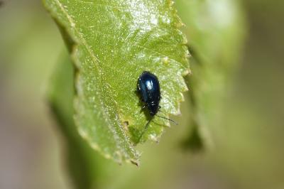 <i>Agelastica alni</i>