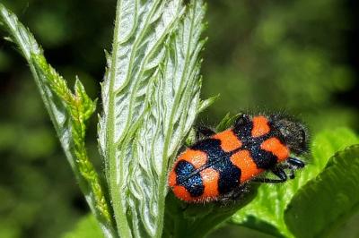 Trichodes alvearius