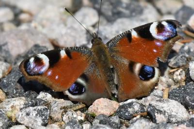 <i>Aglais io</i>