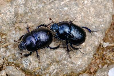 <i>Anoplotrupes stercorosus</i>