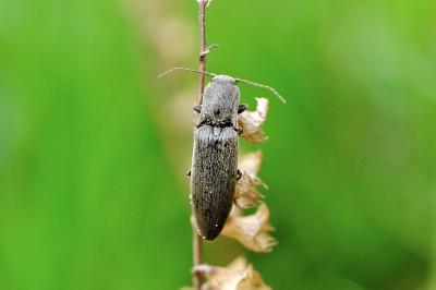 <i>Athous haemorrhoidalis</i>