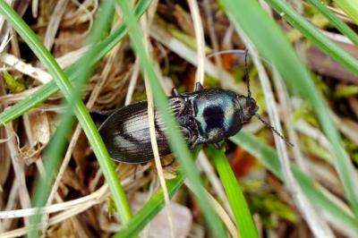 <i>Selatosomus aeneus</i>
