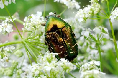 Cetonia aurata