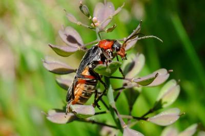 <i>Cantharis rustica</i>