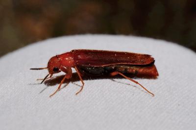 <i>Elateroides dermestoides</i>