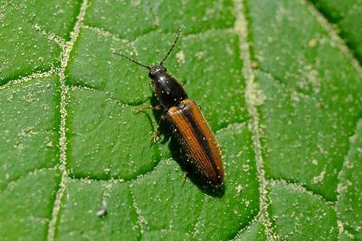 <i>Athous vittatus</i>