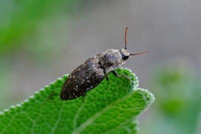 Agrypnus murinus