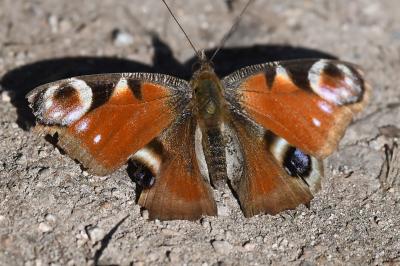 <i>Aglais io</i>