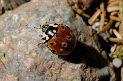 <i>Anatis ocellata</i>