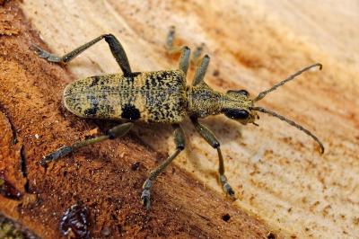 <i>Rhagium mordax</i>