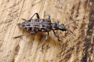 Rhagium inquisitor