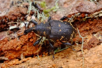 Hylobius abietis