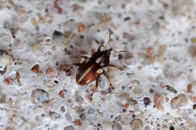 <i>Tychius quinquepunctatus</i>