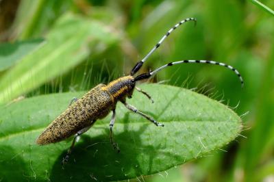 <i>Agapanthia villosoviridescens</i>