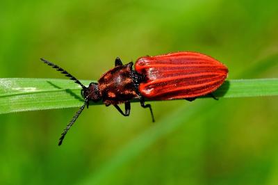 <i>Anostirus purpureus</i>