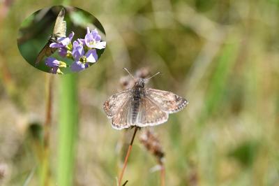 <i>Erynnis tages</i>