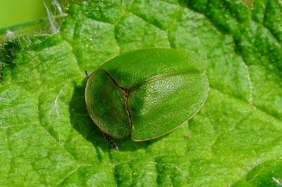 <i>Cassida viridis</i>