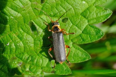 <i>Cantharis nigricans</i>