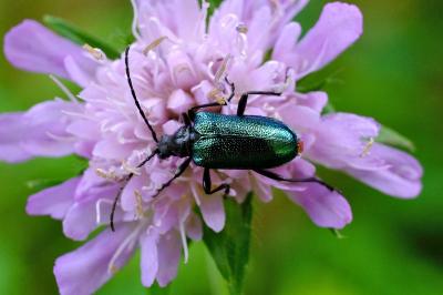 <i>Gaurotes virginea</i>