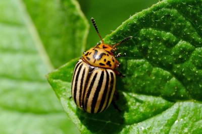 <i>Leptinotarsa decemlineata</i>