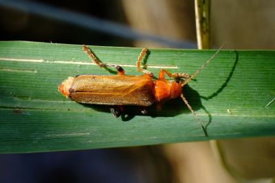 <i>Cantharis livida</i>