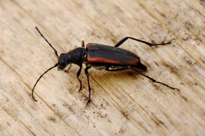 <i>Anastrangalia dubia</i>