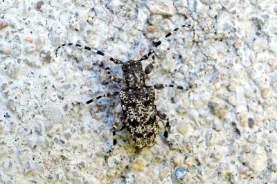 <i>Aegomorphus clavipes</i>