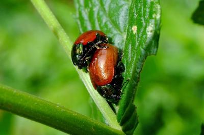 <i>Chrysolina polita</i>