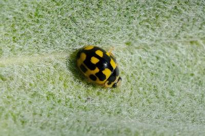 <i>Propylea quatuordecimpunctata</i>