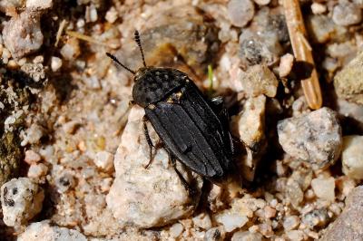 <i>Thanatophilus sinuatus</i>