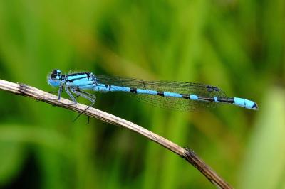 <i>Enallagma cyathigerum</i>