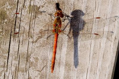 <i>Sympetrum striolatum</i>