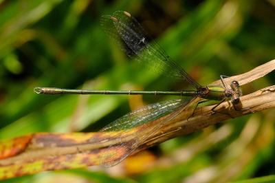 <i>Chalcolestes viridis</i>