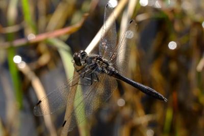 <i>Sympetrum danae</i>