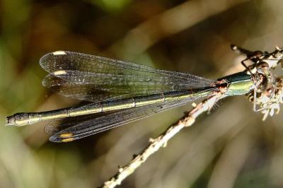 <i>Chalcolestes viridis</i>