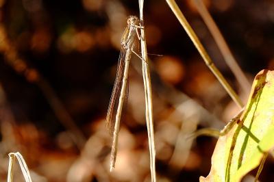 <i>Sympecma fusca</i>