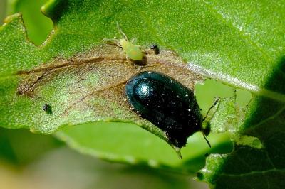 <i>Plagiodera versicolora</i>