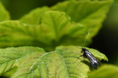 <i>Adela reaumurella</i>