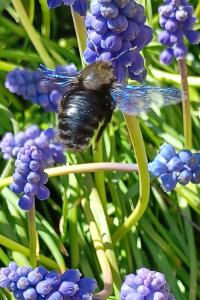 <i>Xylocopa</i>