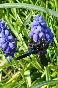 <i>Xylocopa</i>