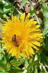 <i>Apis mellifera</i>