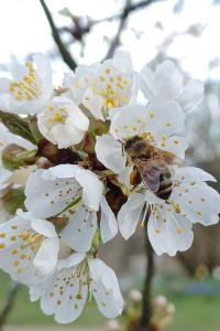 <i>Apis mellifera</i>