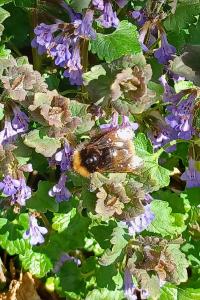 <i>Bombus</i>