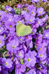 <i>Gonepteryx rhamni</i>