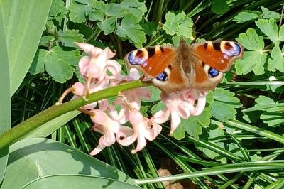 <i>Aglais io</i>