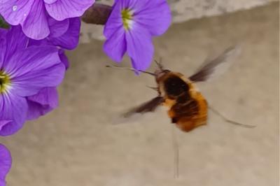 <i>Bombylius</i>